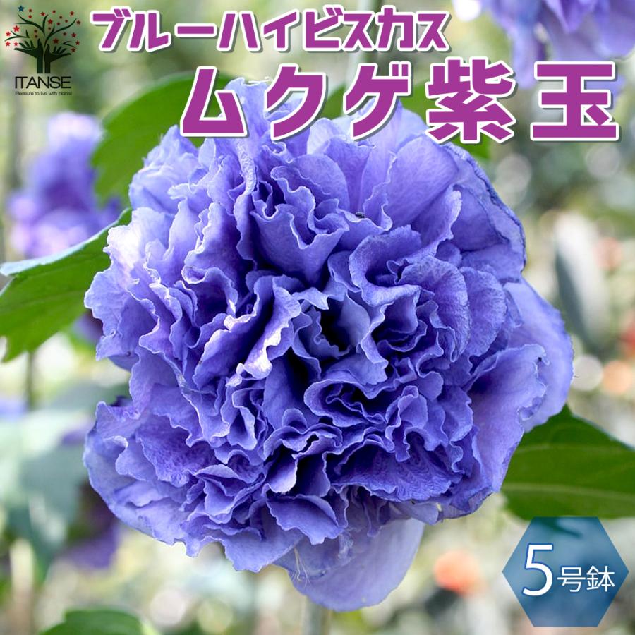 ITANSE ブルーハイビスカス (ムクゲ紫玉) 庭木 5号鉢 1個売り 植木