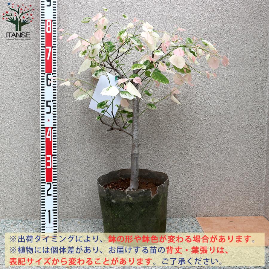 ナーセリー様ご確認用 ITANSE アメリカハナズオウ シルバークラウド 庭木 8号ナーセリー