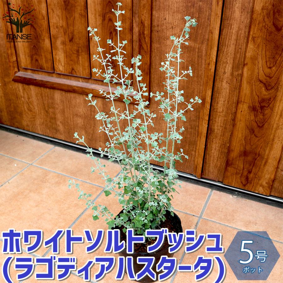 ITANSE ホワイトソルトブッシュ (ラゴディアハスタータ) 庭木 5号鉢 1