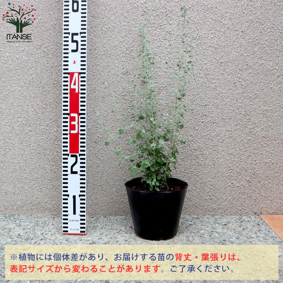 ITANSE ホワイトソルトブッシュ (ラゴディアハスタータ) 庭木 5号鉢 1