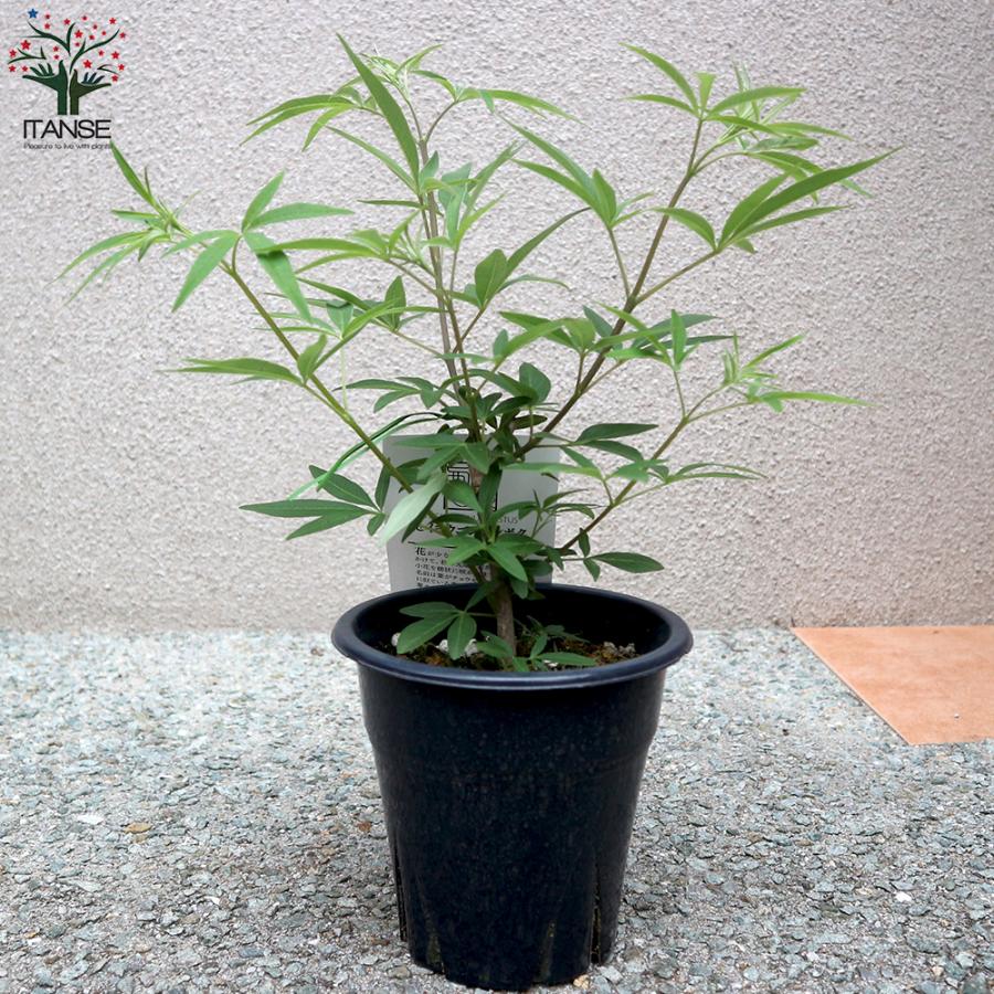 ITANSE セイヨウニンジンボク ブルー 庭木 5号鉢 1個売り 植木 花木