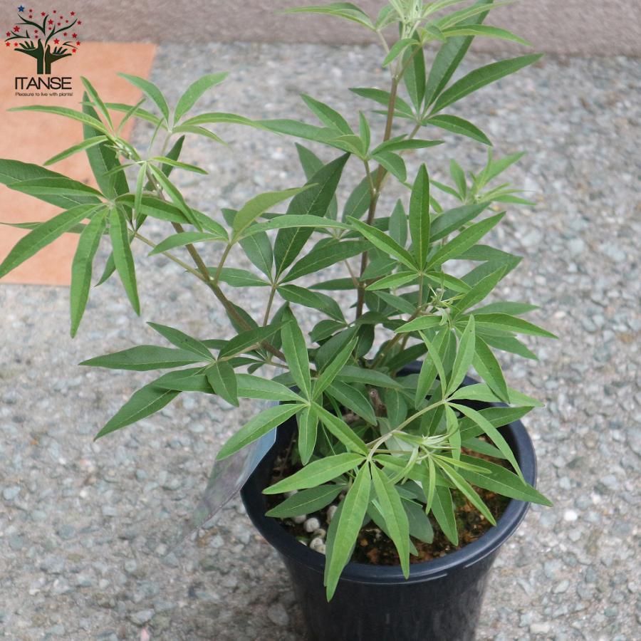 ITANSE セイヨウニンジンボク ブルー 庭木 5号鉢 1個売り 植木 花木