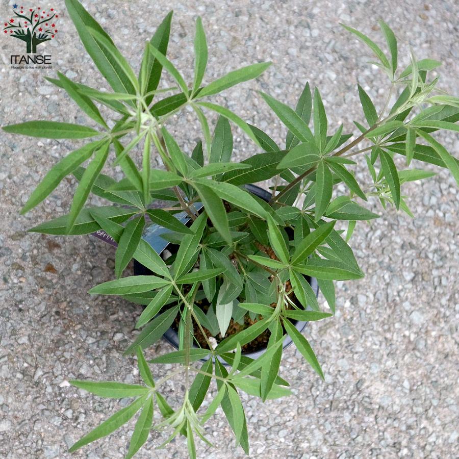 チョウセンニンジン木 GKZ植物事典・ニンジンボク（人参木）