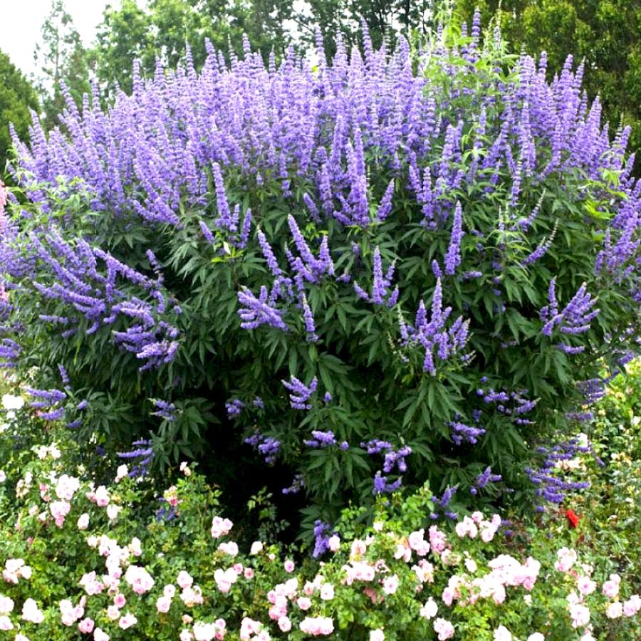 チョウセンニンジン木 楽天市場】【選べる現品発送】セイヨウニンジンボク 紫 苗木