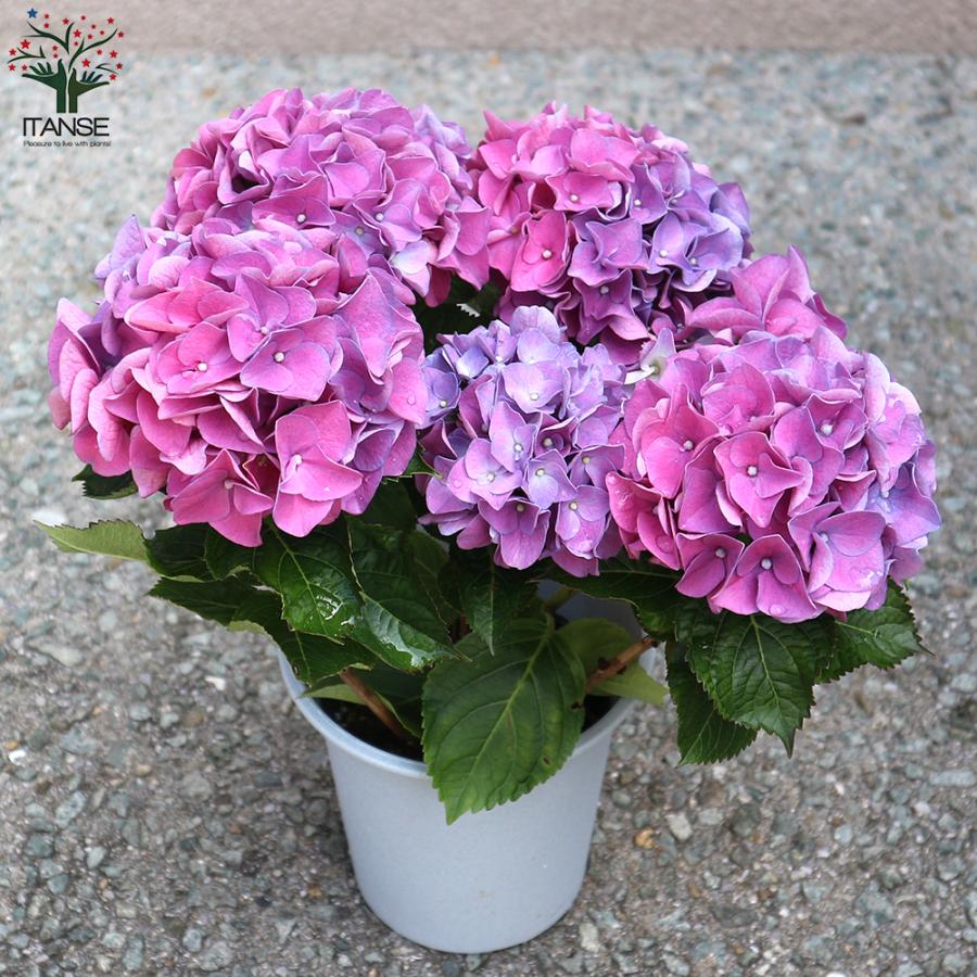 アジサイの苗木 Hbaアーリーパープル 庭木 4号鉢 1個売り 庭木 植木 花木 観賞用 あじさい 紫陽花 送料無料 Tre 野菜苗 植物 青果物販売のitanse 通販 Yahoo ショッピング