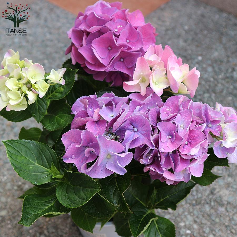 アジサイの苗木 Hbaアーリーパープル 庭木 4号鉢 1個売り 庭木 植木 花木 観賞用 あじさい 紫陽花 送料無料 Tre 野菜苗 植物 青果物販売のitanse 通販 Yahoo ショッピング