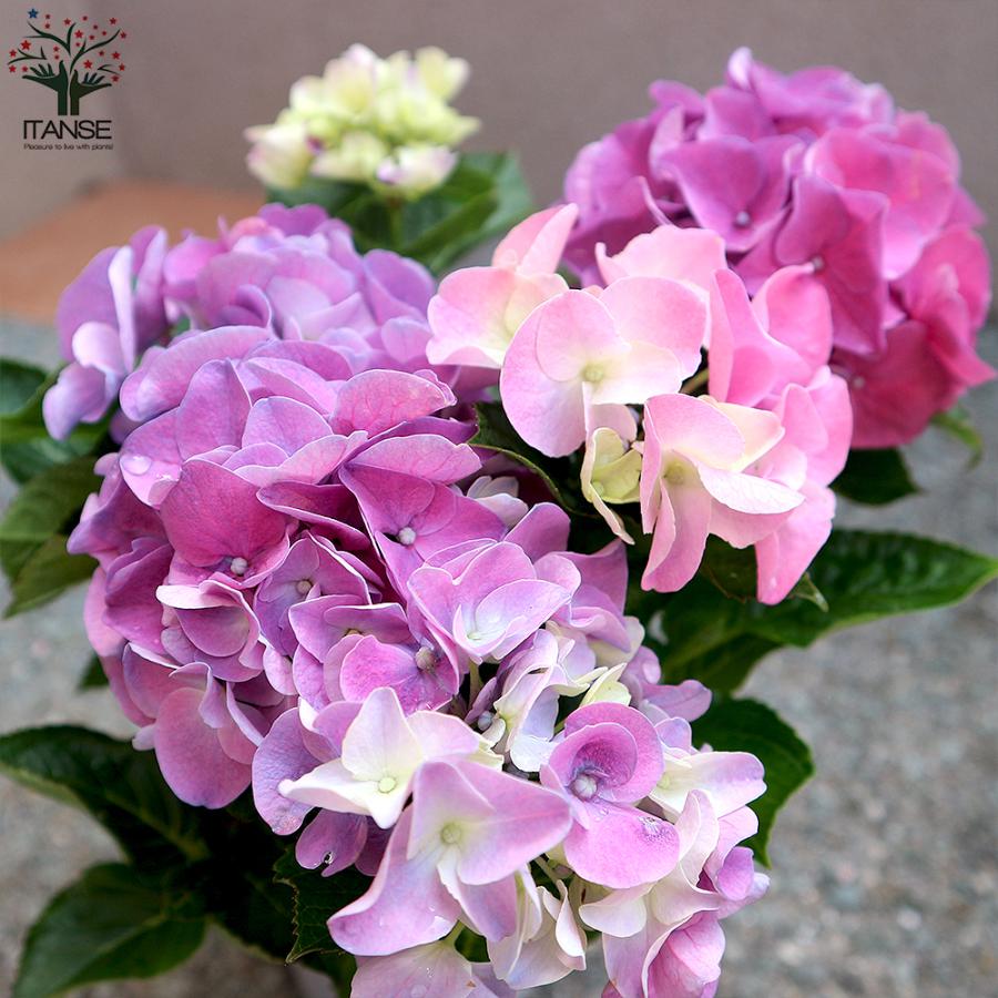 アジサイの苗木 Hbaアーリーパープル 庭木 4号鉢 1個売り 庭木 植木 花木 観賞用 あじさい 紫陽花 送料無料 Tre 野菜苗 植物 青果物販売のitanse 通販 Yahoo ショッピング