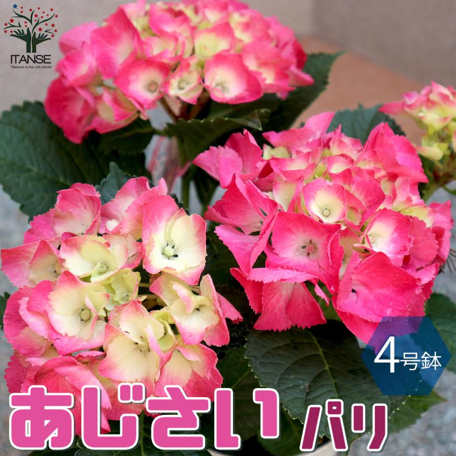 アジサイの苗木 パリ 庭木 4号鉢 1個売り 庭木 植木 花木 観賞用