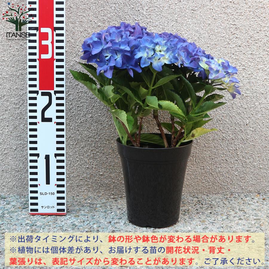 在庫限り アジサイの苗 アマランスプチ ブルー 庭木 4号鉢 1個売り 植木 花木 観賞用 あじさい 紫陽花 送料無料 Camarataperoa Ba Gov Br