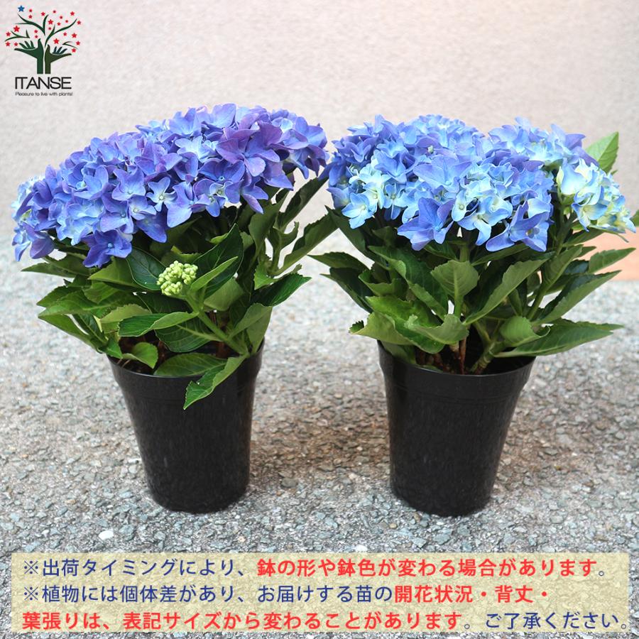在庫限り アジサイの苗 アマランスプチ ブルー 庭木 4号鉢 1個売り 植木 花木 観賞用 あじさい 紫陽花 送料無料 Camarataperoa Ba Gov Br