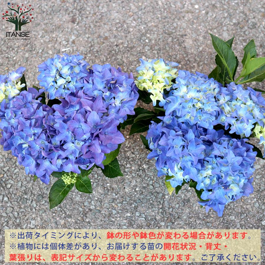 在庫限り アジサイの苗 アマランスプチ ブルー 庭木 4号鉢 1個売り 植木 花木 観賞用 あじさい 紫陽花 送料無料 Camarataperoa Ba Gov Br