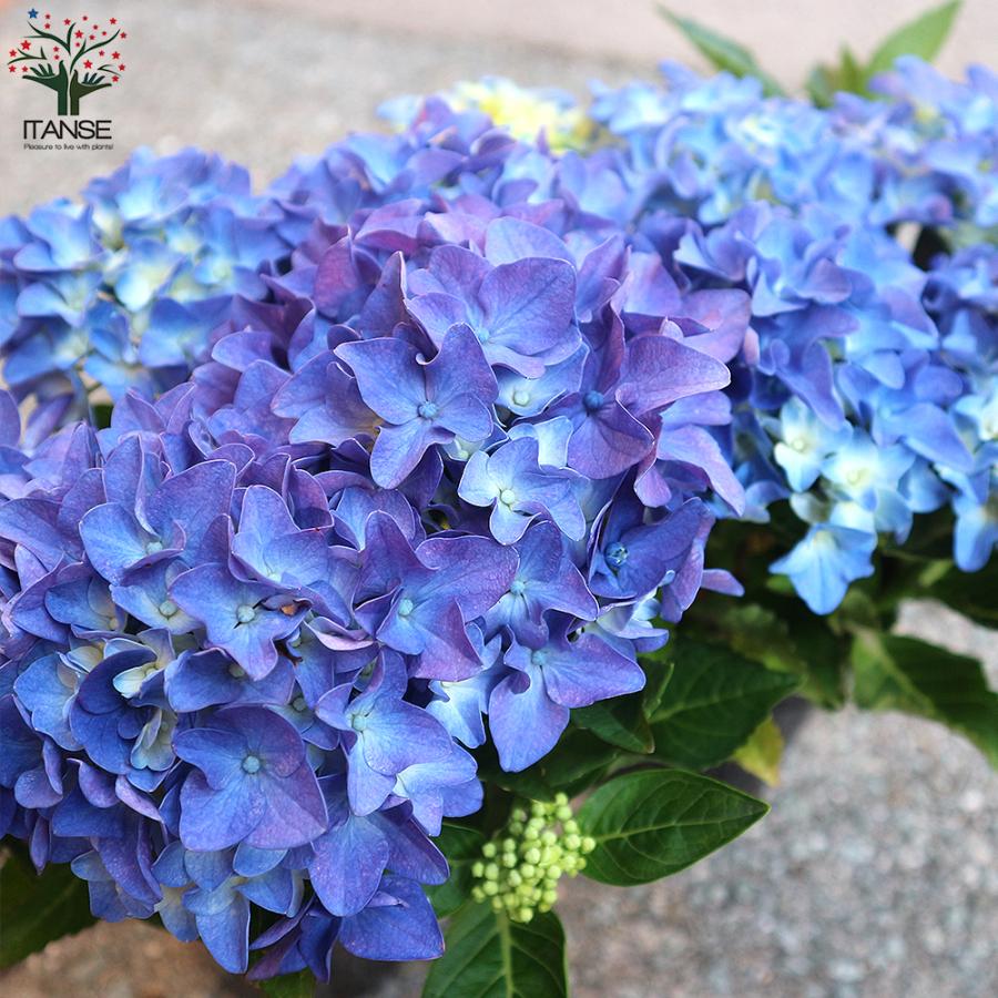 在庫限り アジサイの苗 アマランスプチ ブルー 庭木 4号鉢 1個売り 植木 花木 観賞用 あじさい 紫陽花 送料無料 Camarataperoa Ba Gov Br