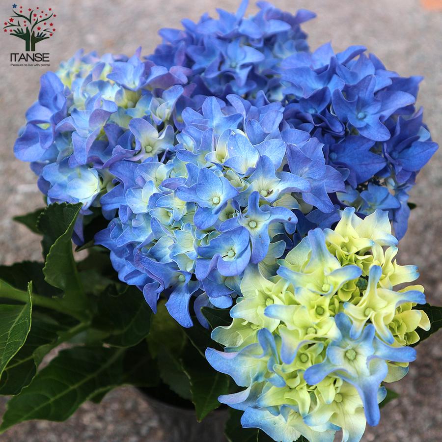 在庫限り アジサイの苗 アマランスプチ ブルー 庭木 4号鉢 1個売り 植木 花木 観賞用 あじさい 紫陽花 送料無料 Camarataperoa Ba Gov Br