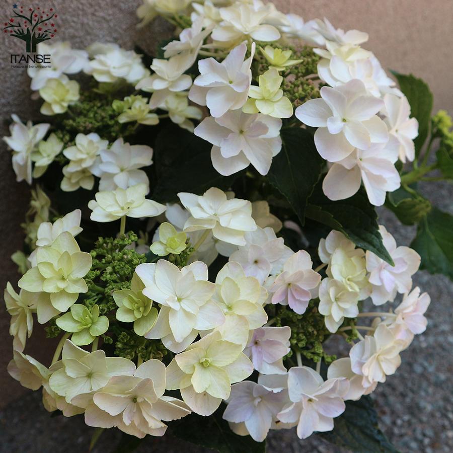 優れた品質 アジサイの苗 コンペイトウ スマイルブルー 庭木 5号鉢 1個売り 植木 花木 観賞用 あじさい 紫陽花 送料無料