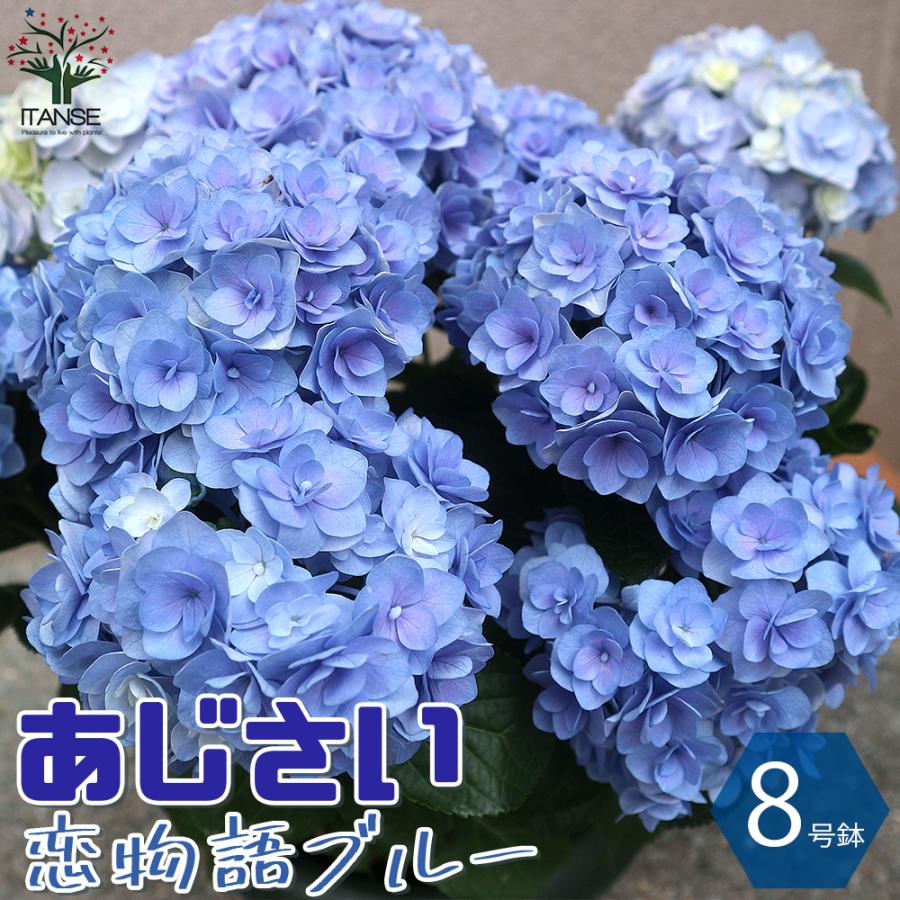 円 最大81 Offクーポン アジサイの苗木 恋物語 ブルー 庭木 8号鉢大苗 1個売り 植木 花木 観賞用 あじさい 紫陽花 送料無料