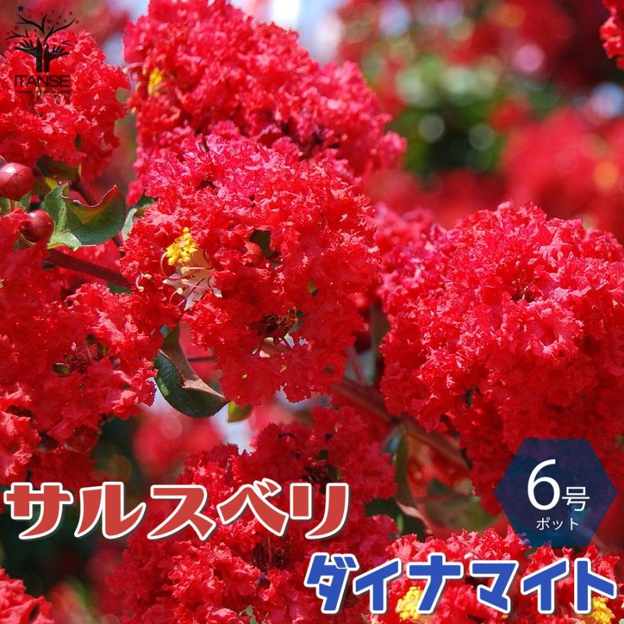 木材インテリア サルスベリ meibokuya-shop_hennboku-31