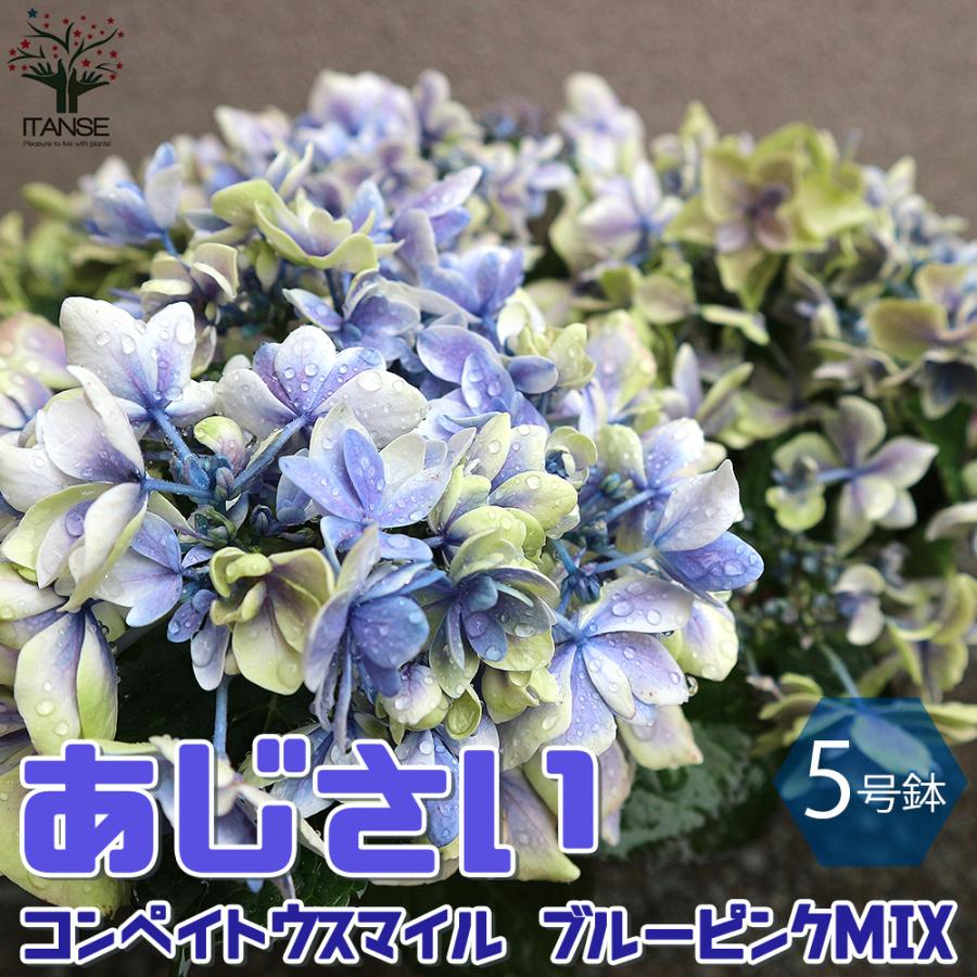 輸入アジサイ 苗2色 セイトお得 直前!!】輸入アジサイ(ライトブルー系