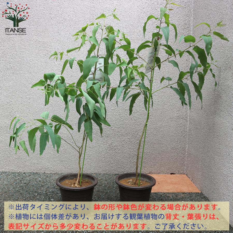 送料無料 レモンユーカリ シトリオドラ レモンユーカリ苗 ハーブの苗 6号ポット大苗 1個売り 植木