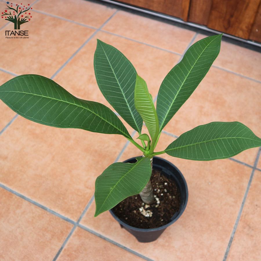 ITANSE プルメリアの苗 熱帯花木苗 庭木 5号鉢 1個売り 植木 花木 観賞