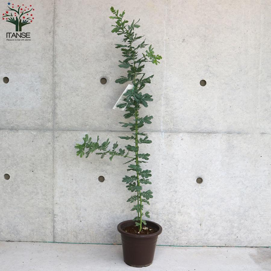ITANSE ミモザの苗 アカシア 花木苗 庭木 6号鉢 1個売り ギン ITANSE ミモザの苗 アカシア 花木苗 庭木 6号鉢 1個売り ギン
