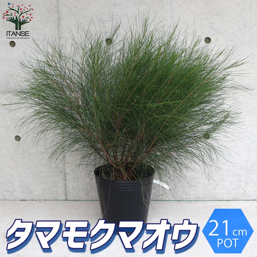 ITANSE タマモクマオウ(玉木麻黄)の苗 庭木 7号ポット大苗 1個売り