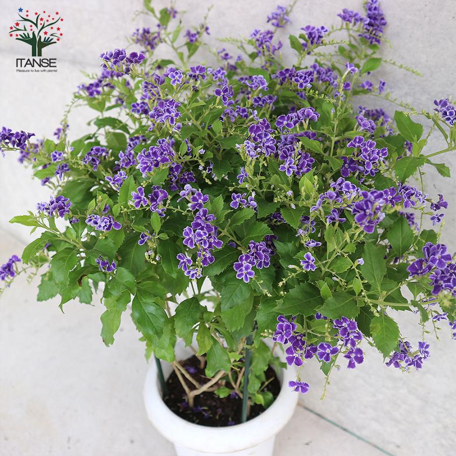 ITANSE デュランタ宝塚 庭木 7号鉢大苗 1個売り 植木 花木 観賞用 新