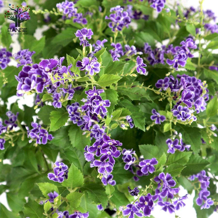 デュランタ宝塚⭐️挿し木【❸】根付き苗１本 デュランタ宝塚⭐️挿し木【➂】根付き苗1本 デュランタ宝塚