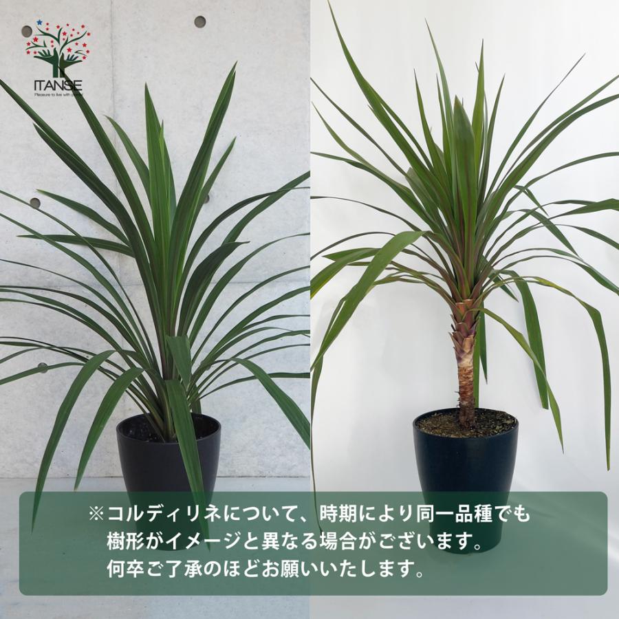 ITANSE コルディリネ レッドスター 庭木 人気の大型カラーリーフ 8号鉢