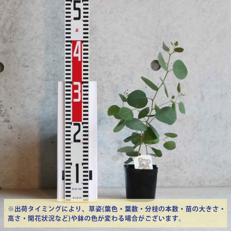 ユーカリ ポリアンセモス ポポラス 5号 3個セット ITANSE ユーカリ ポリアンセモス 庭木 植木/花木 3.5号ポット苗