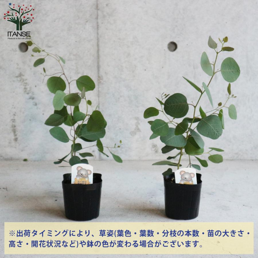 ITANSE ユーカリ ポリアンセモス 庭木 植木/花木 3.5号ポット苗