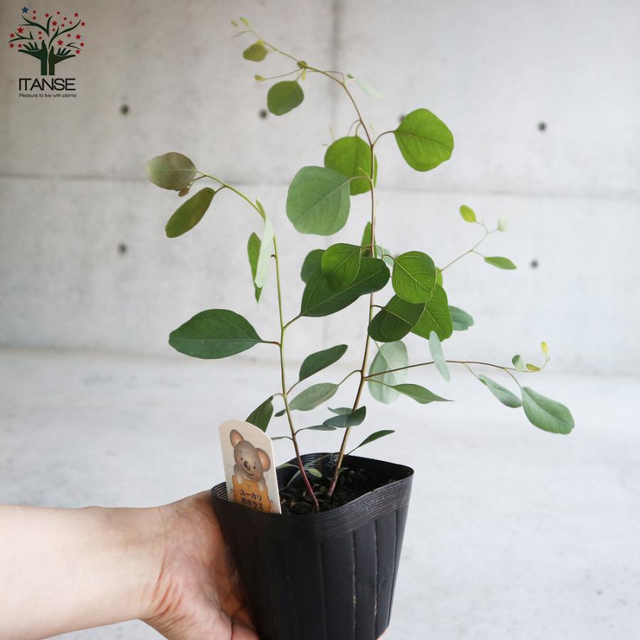ITANSE ユーカリ ポリアンセモス 庭木 植木/花木 3.5号ポット苗