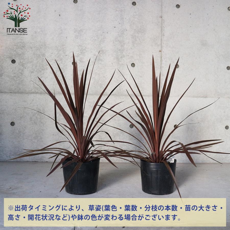 ITANSE コルディリネ レッドスター 庭木 大型カラーリーフ/多年草 6号