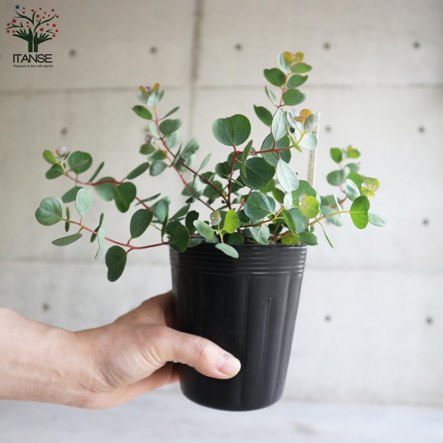 最大59 オフ ユーカリ ウェブステリアナ 7号大苗 最高等級 Rachelbaptista Com Br