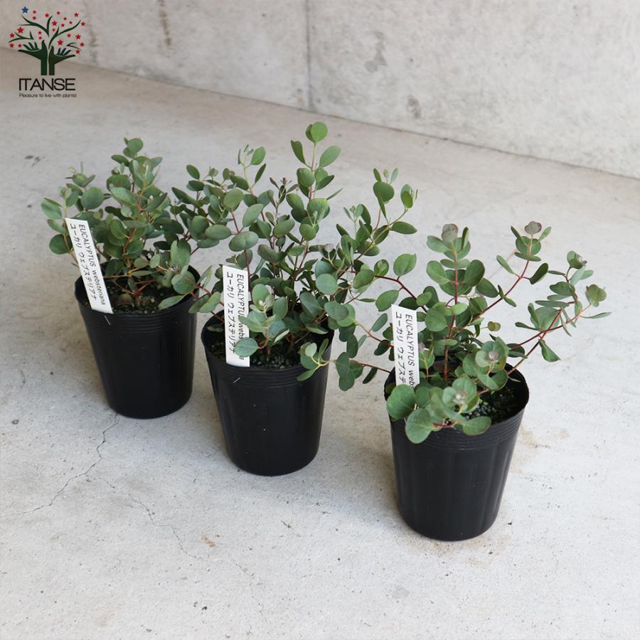 史上最も激安 ユーカリ ウェブステリアナ 7号 大苗 最高等級 Rachelbaptista Com Br