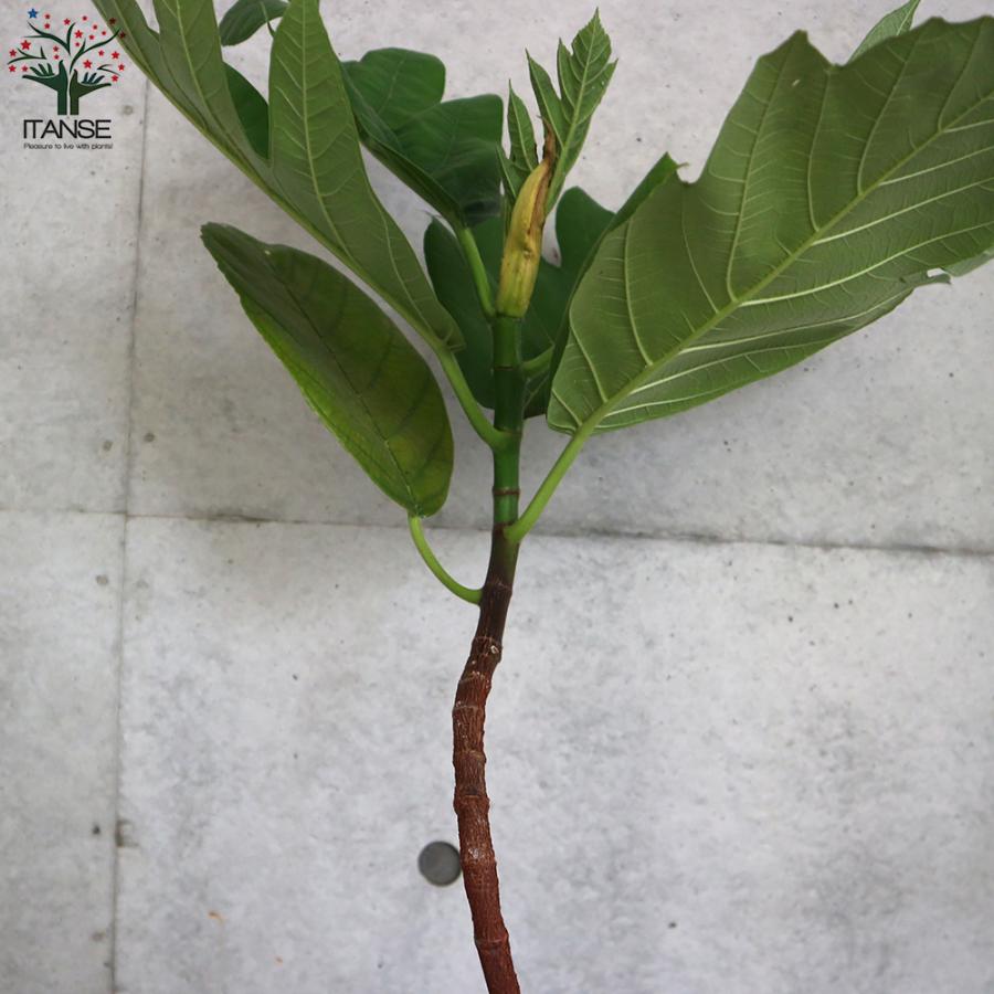 パンノキ　100cm 鉢　中鉢　観葉植物　ハワイ　レア　人気　グリーン　パンの木 パンノキ 100cm 鉢 中鉢 観葉植物 ハワイ レア 人気 グリーン