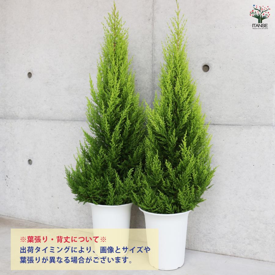 コニファー ゴールドクレスト 庭木 7号鉢/1個売り ブルーバード