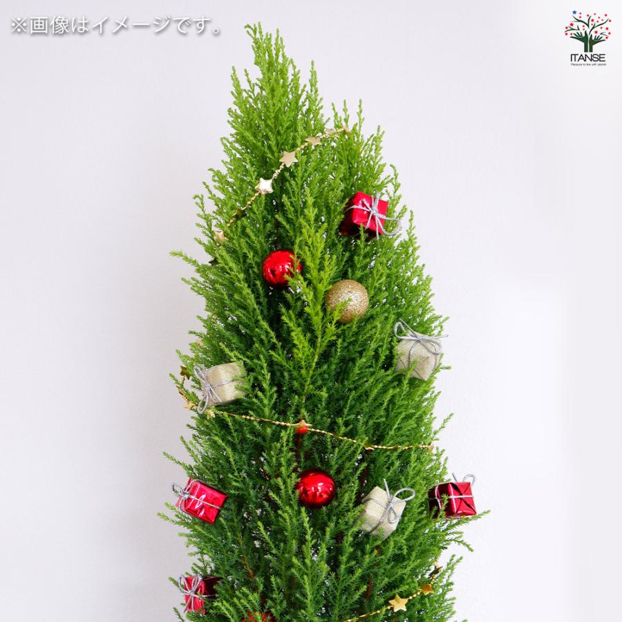 コニファー ゴールドクレスト 庭木 7号鉢/1個売り ブルーバード