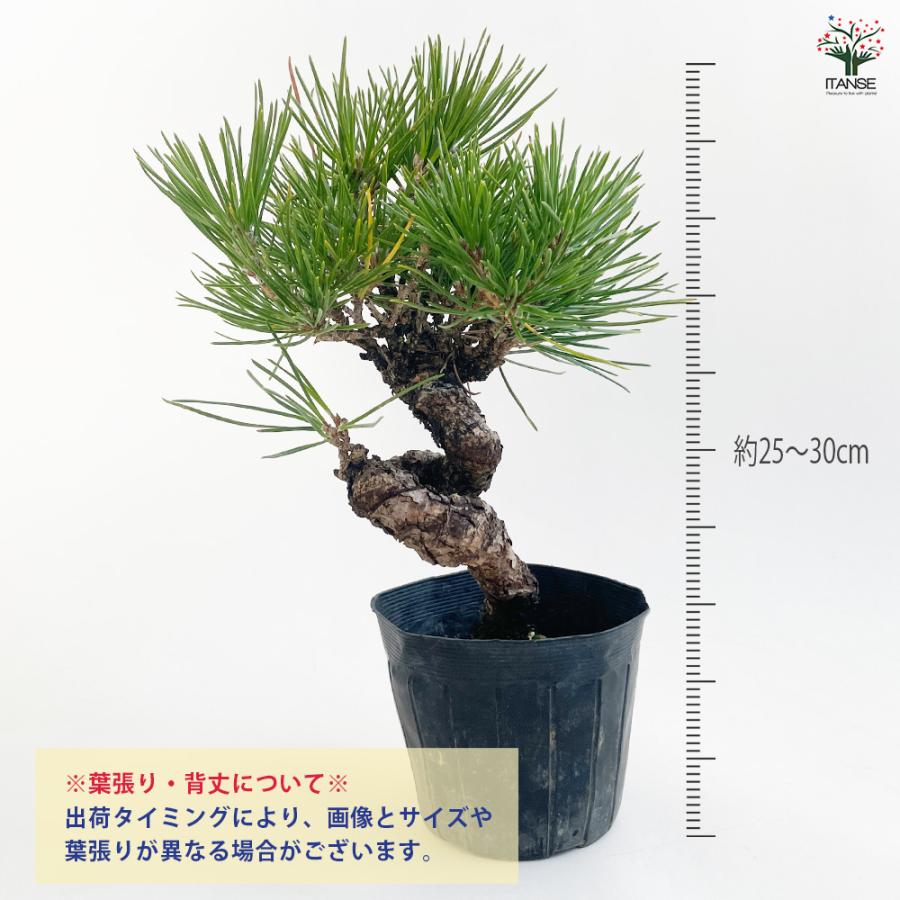 ねじり松 盆栽 3号ポット/お買い得2個セット 松 植木 シンボルツリー