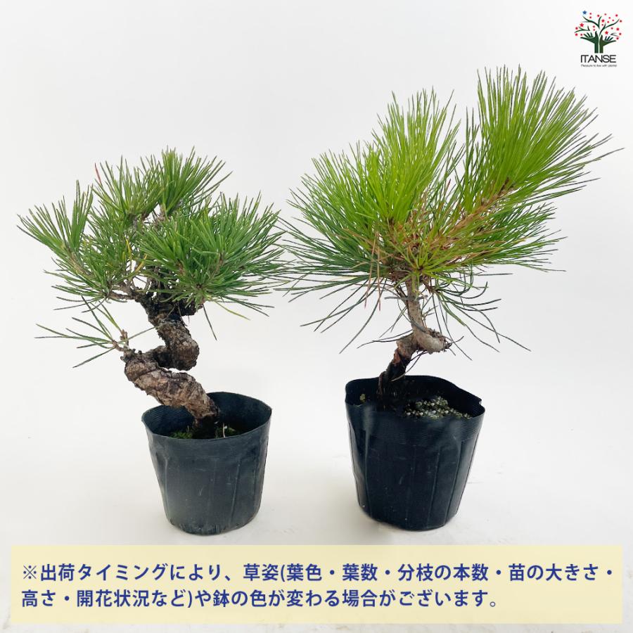 ねじり松 盆栽 3号ポット/お買い得2個セット 松 植木 シンボルツリー