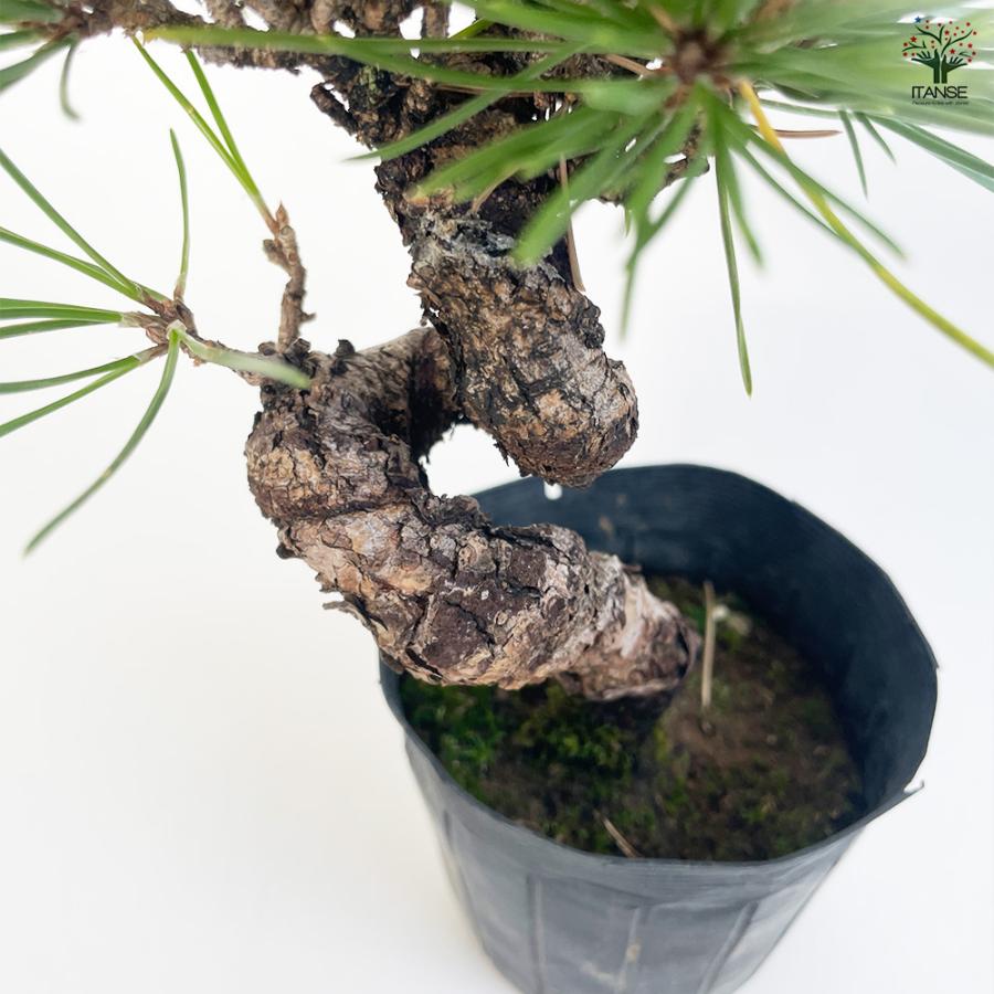 ねじり松 盆栽 3号ポット/お買い得2個セット 松 植木 シンボルツリー