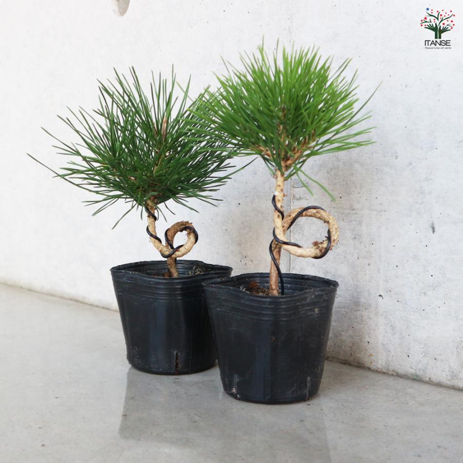 ねじり松 盆栽 3号ポット/お買い得2個セット 松 植木 シンボルツリー