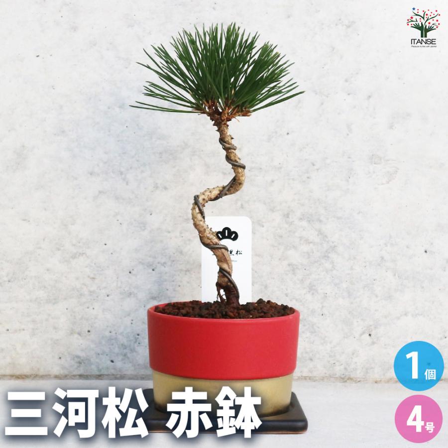三河松 鉢色：赤 盆栽 4号/1個売り 松 植木 シンボルツリー 鑑賞