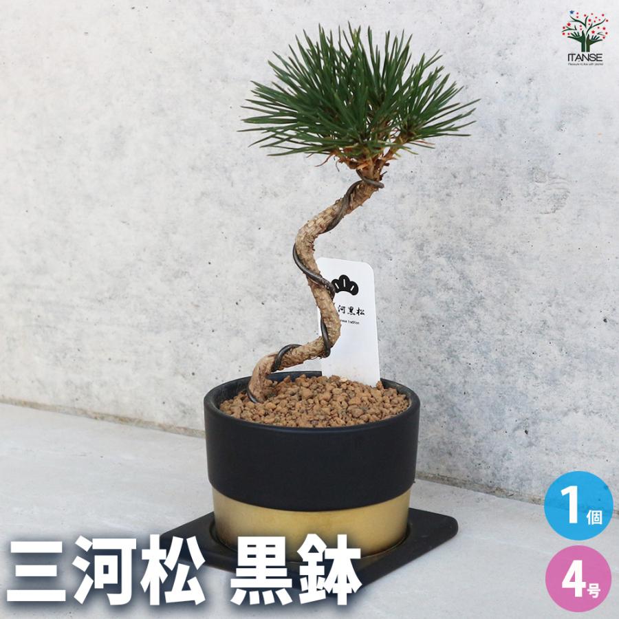 三河松 鉢色：黒 盆栽 4号/1個売り 松 植木 シンボルツリー 鑑賞