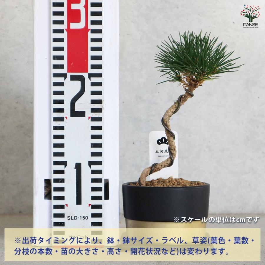 盆栽 三河松