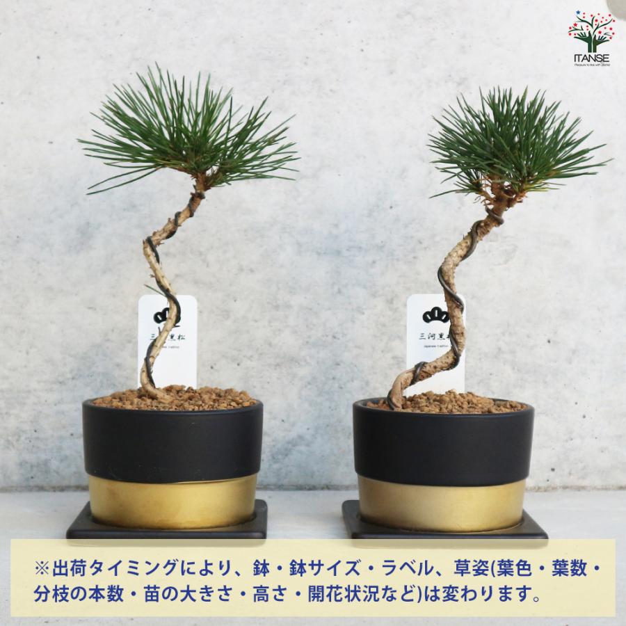 三河松 鉢色：黒 盆栽 4号/1個売り 松 植木 シンボルツリー 鑑賞