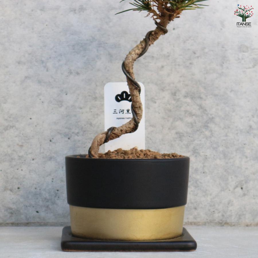 三河松 鉢色：黒 盆栽 4号/1個売り 松 植木 シンボルツリー 鑑賞