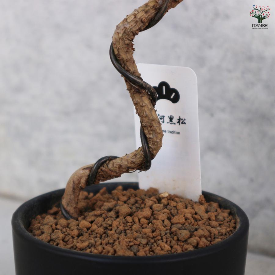 三河松 鉢色：黒 盆栽 4号/1個売り 松 植木 シンボルツリー 鑑賞