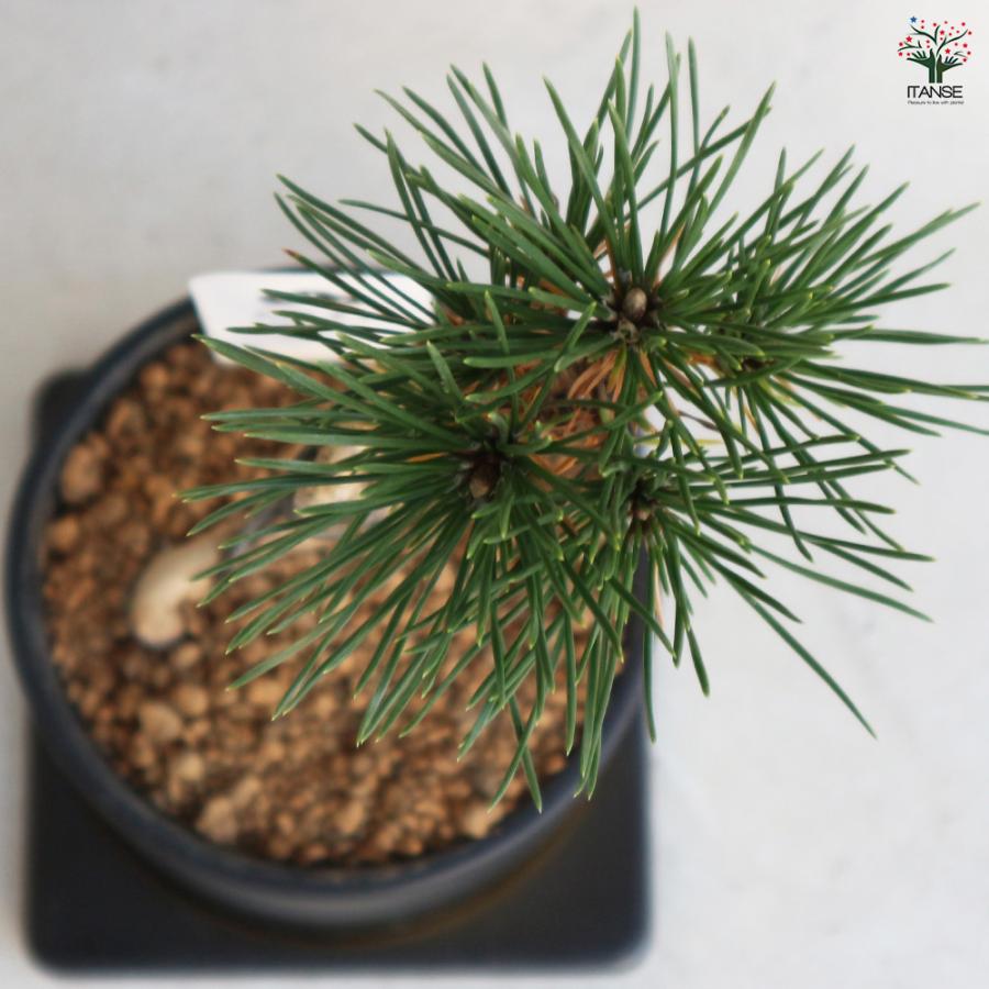 三河松 鉢色：黒 盆栽 4号/1個売り 松 植木 シンボルツリー 鑑賞