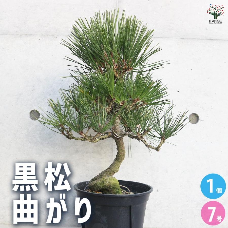 黒松 曲がり 庭木 7号/1個売り 正月飾り お正月 門松 角松 迎春 飾り 