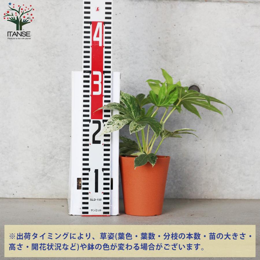 ITANSE ヤツデ 斑入り(ツムギシボリ) 庭木 4号鉢 お買い得2個セット 植木 花木 観賞用 新生活 プレゼント 贈答 送料無料 イタンセ公式｜itanse｜02